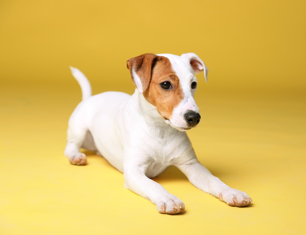 jack russell good dog temperaments