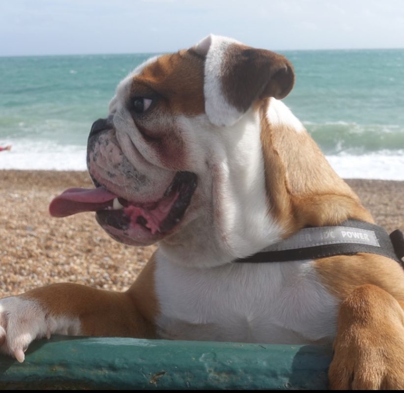 Bernie at the beach