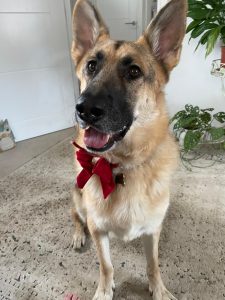 Apollo, German Shepherd