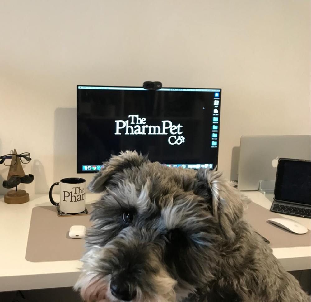 good dog dental care with walter at desk