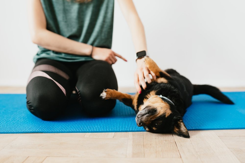 dog training business on yoga mat