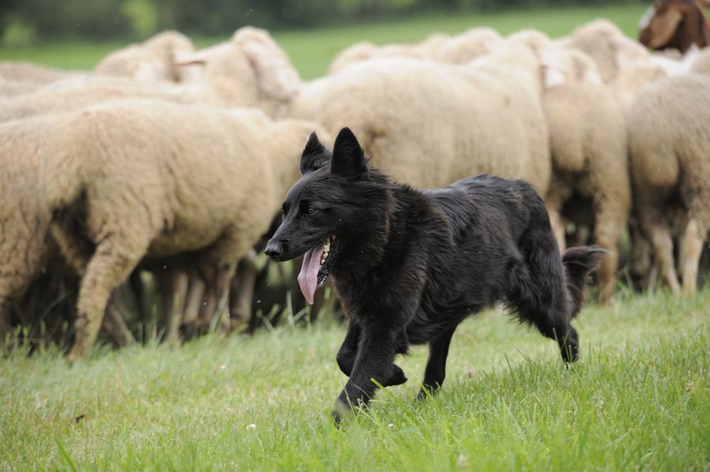 the downlow on working dog food