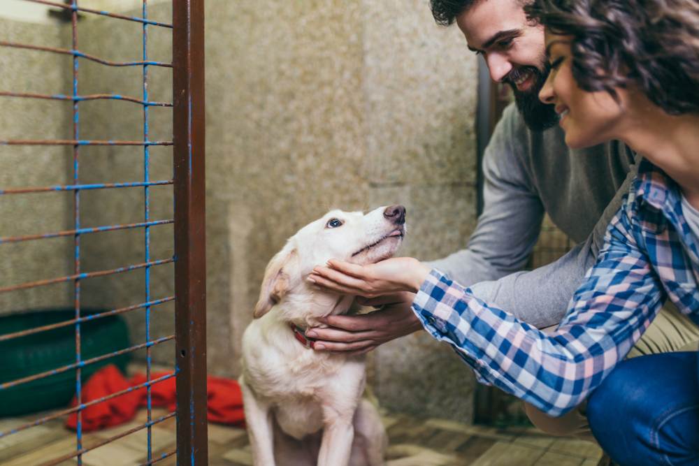 rescuing dogs in lockdown