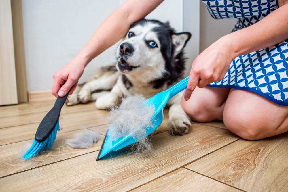 cleaning fur from husky