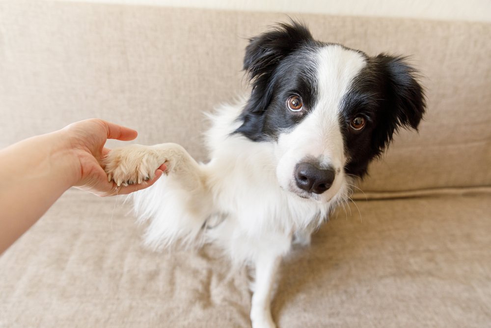 dog tricks border collie handshake