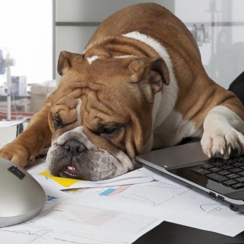 bernie at a desk