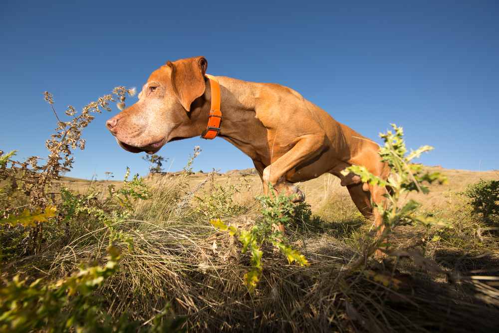 working dog running towards food