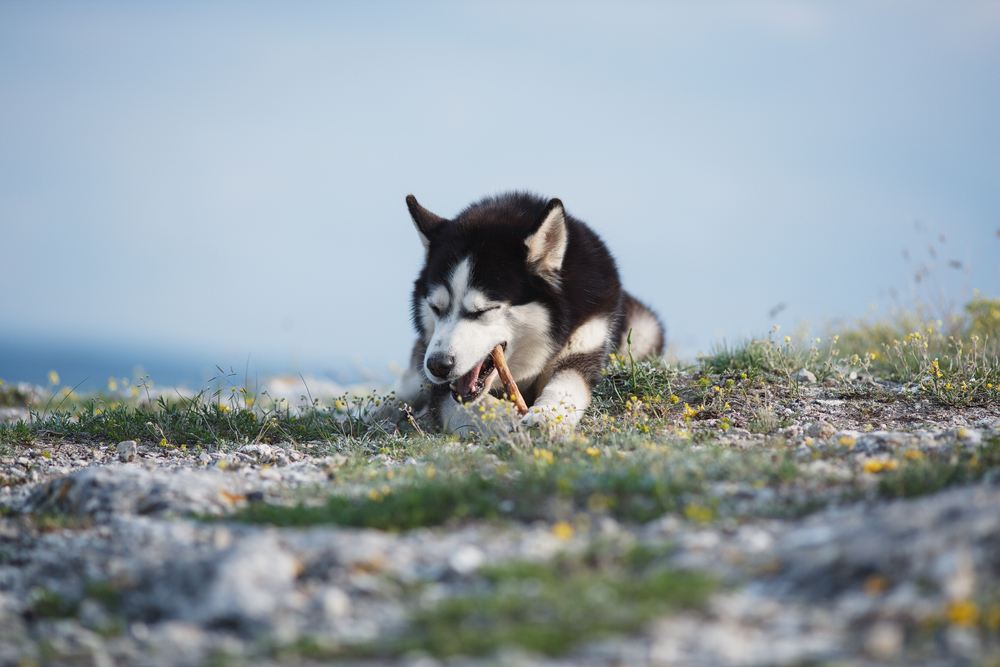 huskey eating luxury dog treat