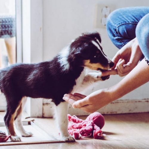 puppy parents cleaning pup