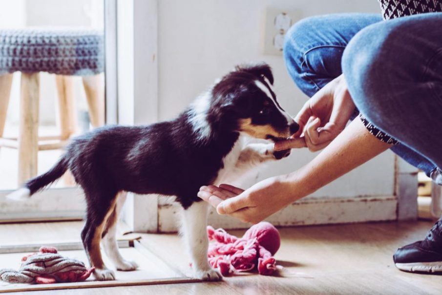 puppy parents cleaning pup