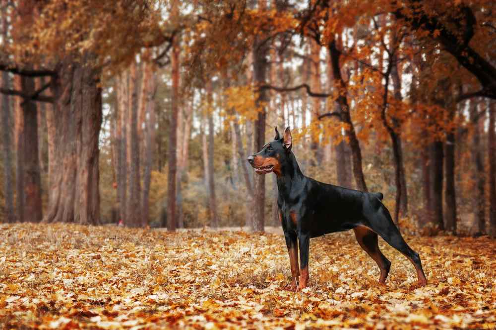 protection dogs doberman