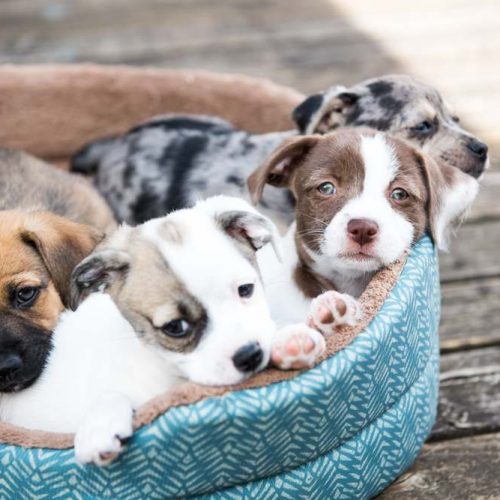 puppy socialisation in basket