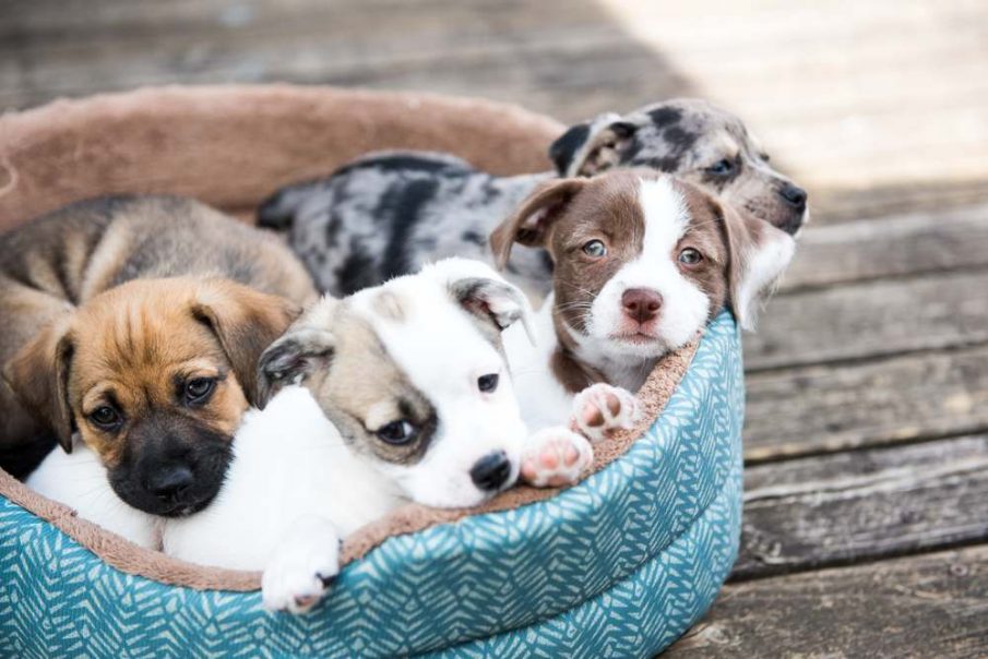 puppy socialisation in basket