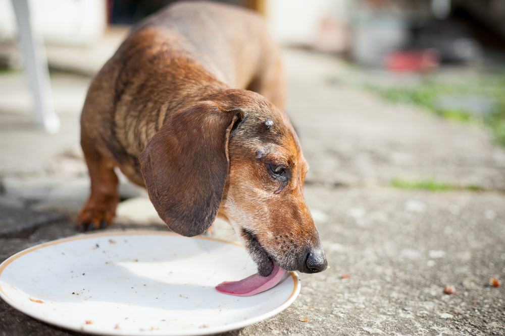 old dog switch food