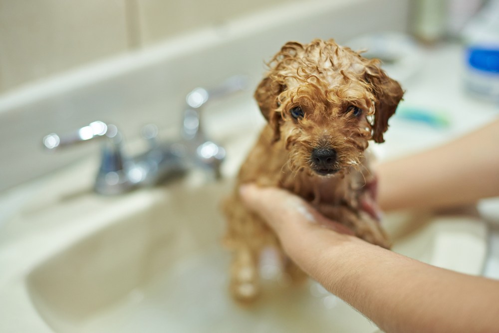 puppy grooming