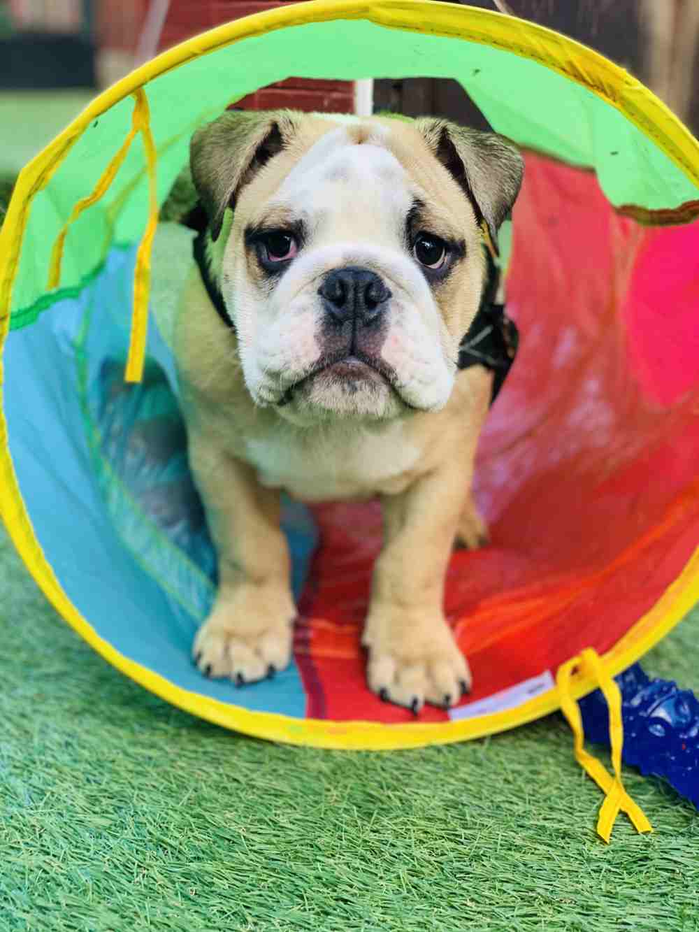 doggy day care in tunnel