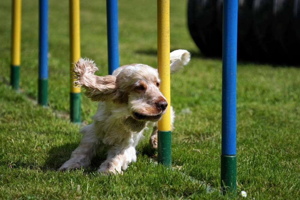 Dog Fitness Equipment poles