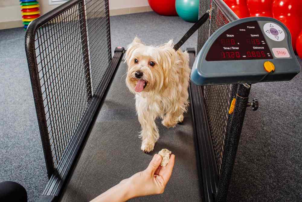 Dog Fitness Equipment Treadmill