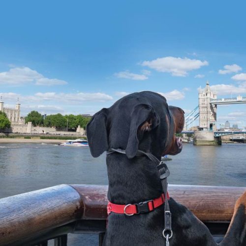 british pooches travel tower bridge