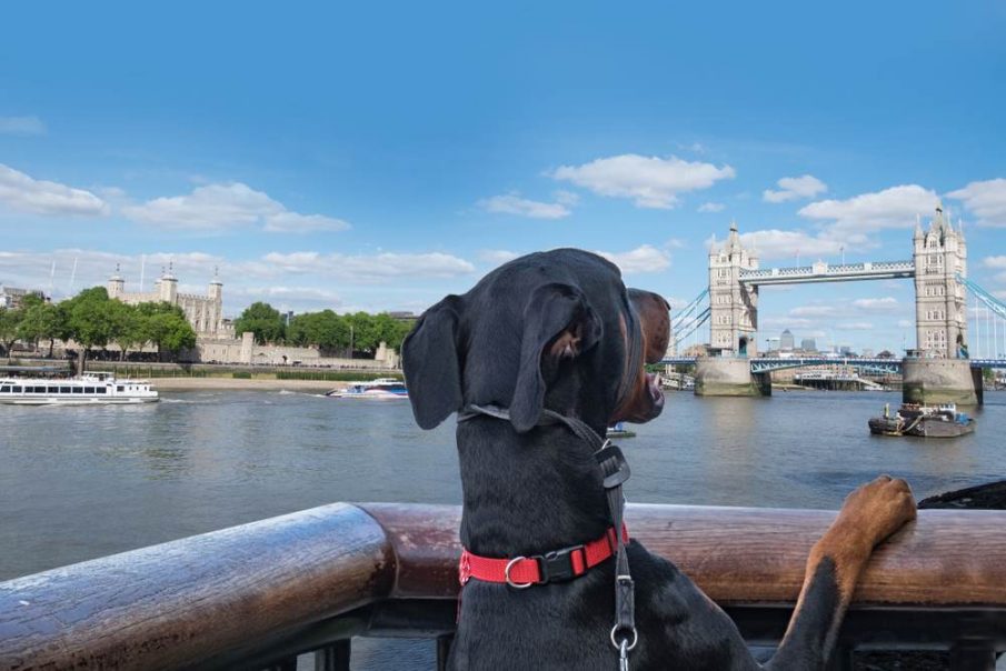 british pooches travel tower bridge