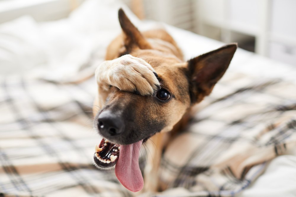 homeless pets happy