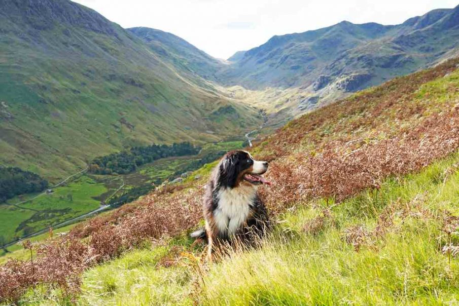 Lake District dog friendly spots staycations UK