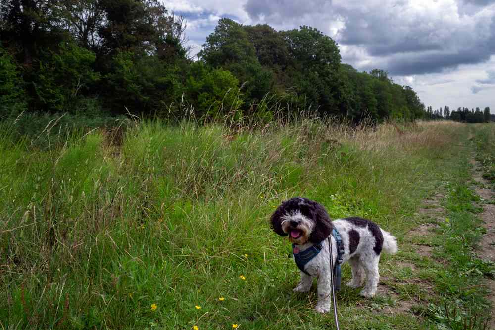 Romney Marsh dog-friendly spots staycation UK