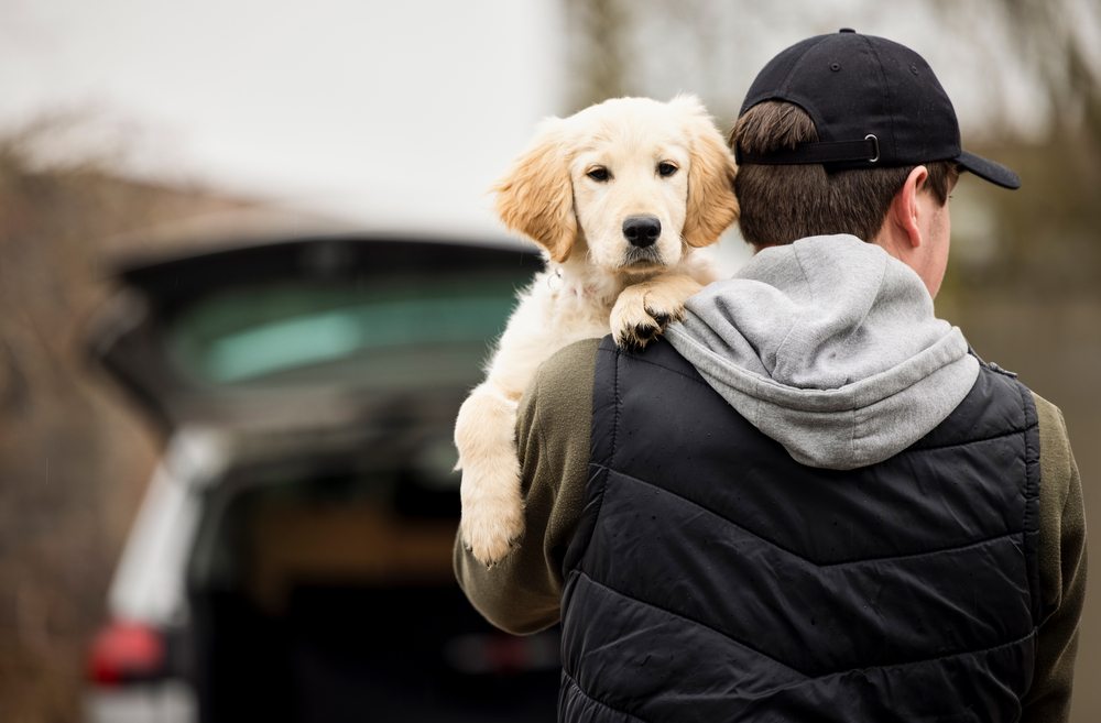 keeping your dog safe from thieves