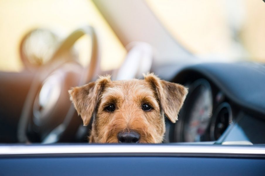 pet safe in the car