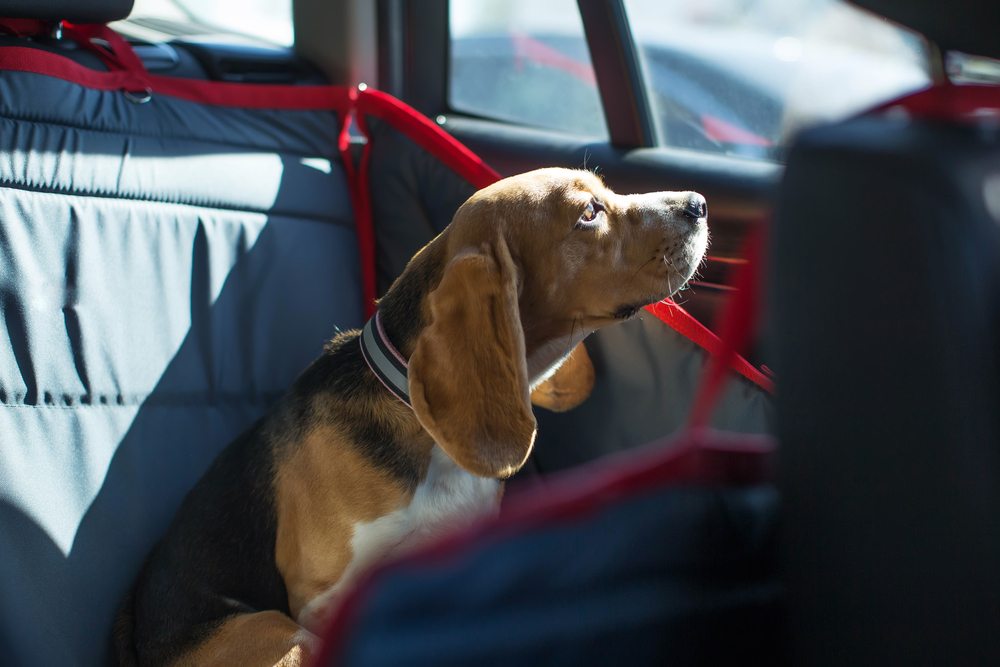 dog safe in the car