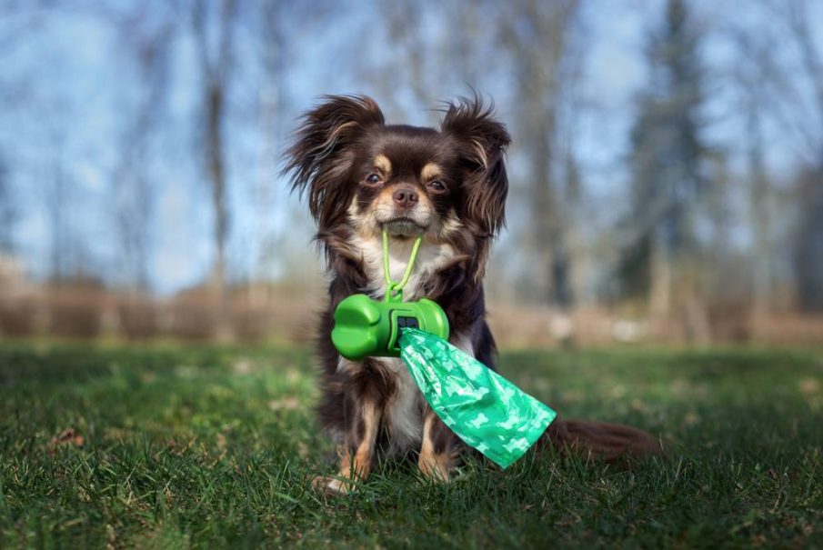 dog poo problem