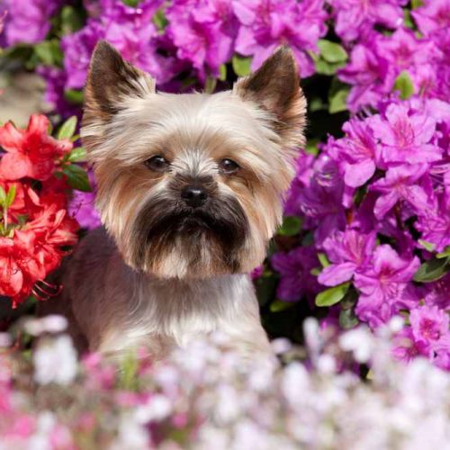 yorkie with azalea