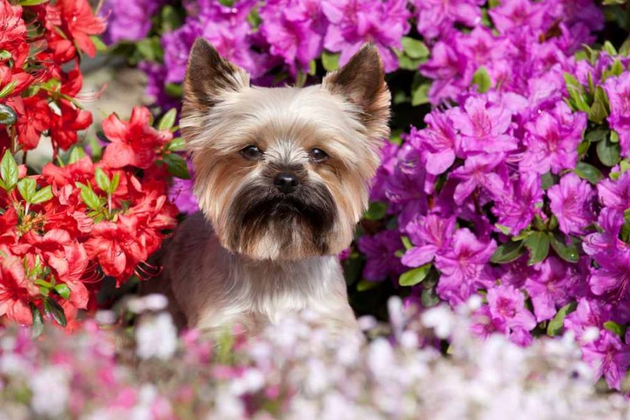 yorkie with azalea