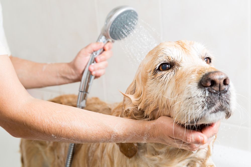 how to become a dog groomer