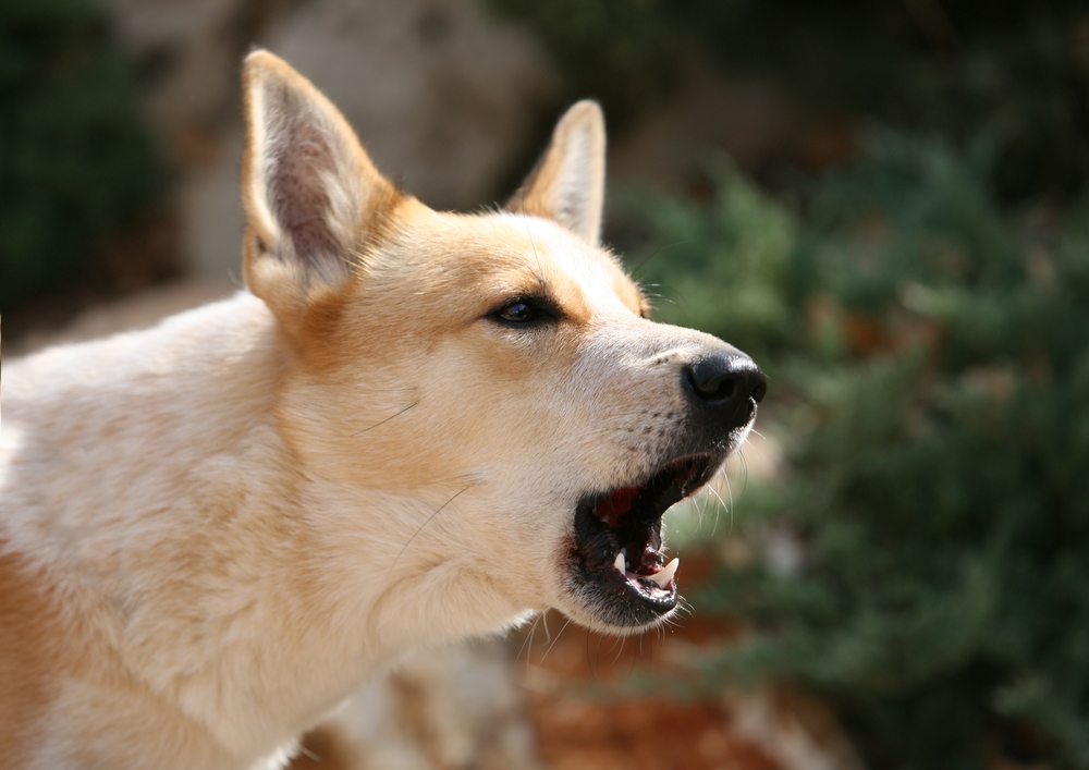 dog behaviours barking