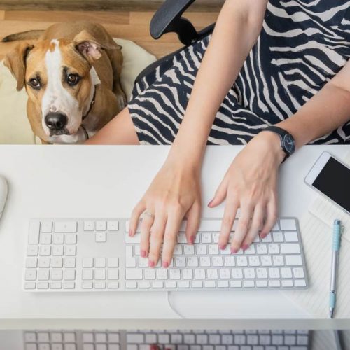 allows dogs in the workplace