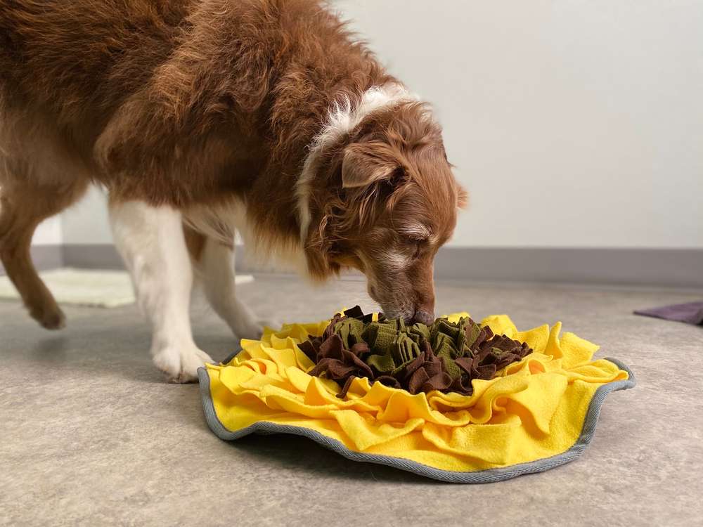 dog enrichment snuffle mat