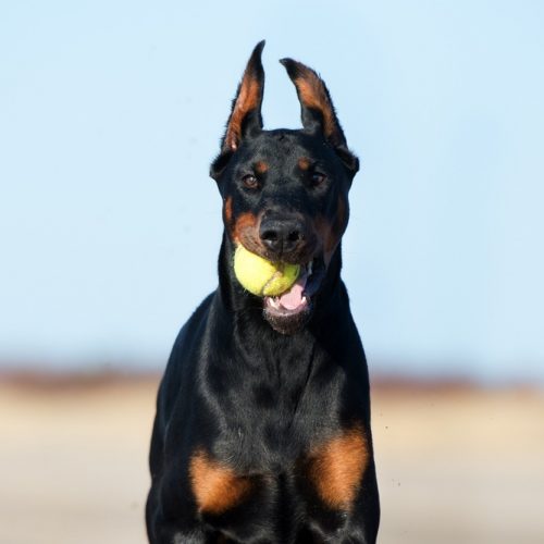 canine enrichment doberman