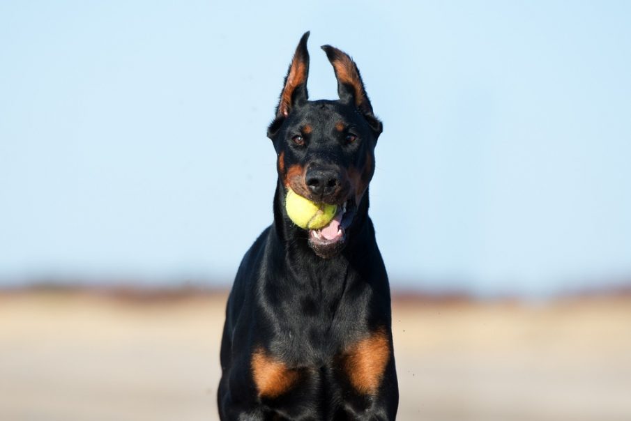 canine enrichment doberman