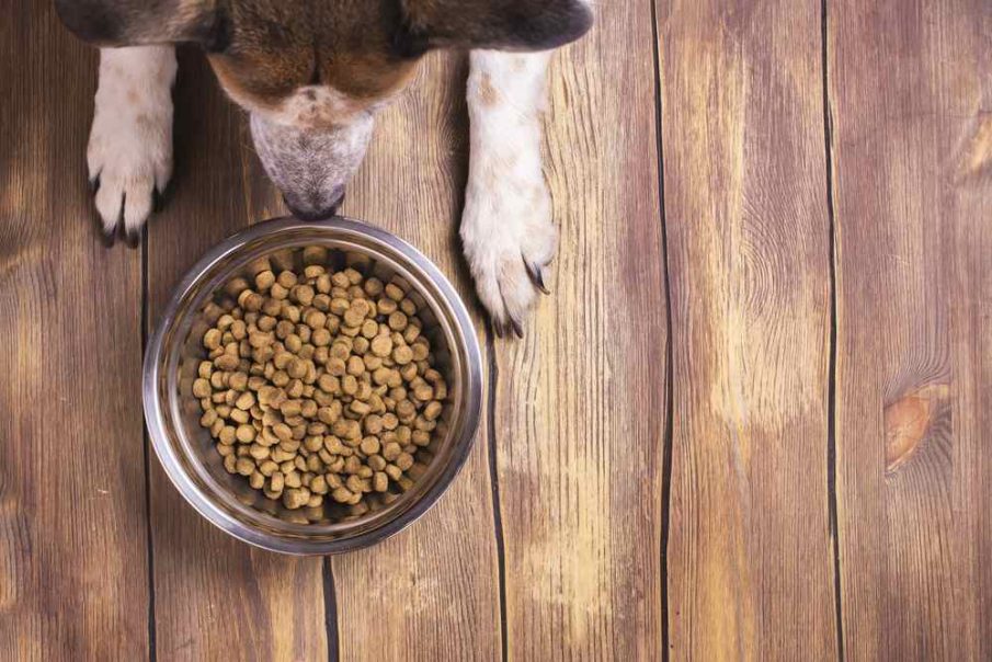 dry dog foods eating