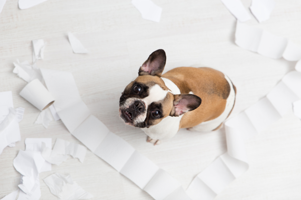 french bulldog toilet roll