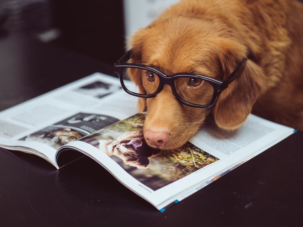 lockdown pet dog reading