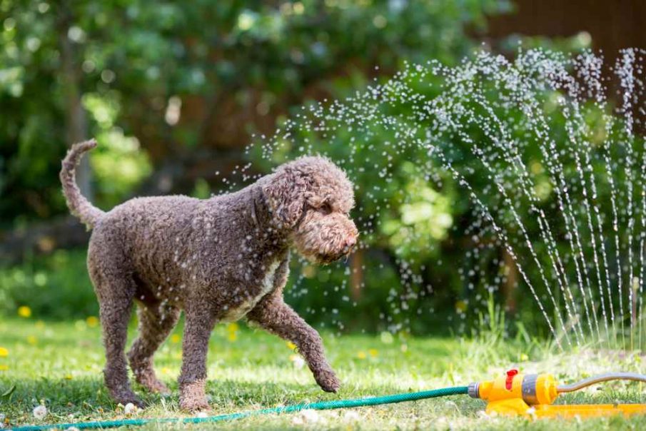 dog with sprinkler cool pets