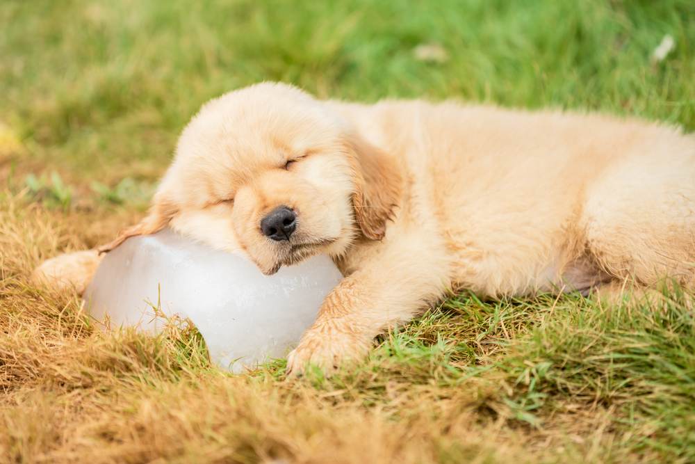 keeping pets cool puppy ice