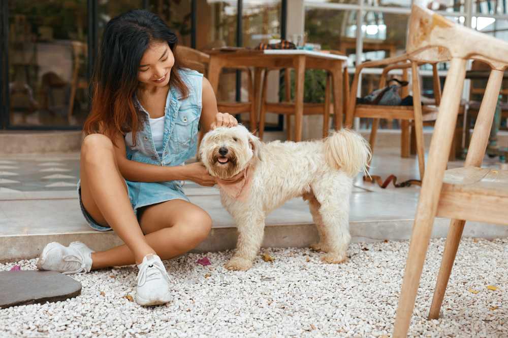 dog getting fuss on patio