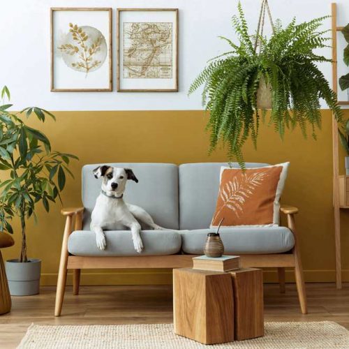 pet safe houseplants dog on chair