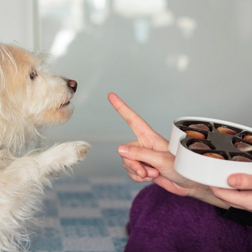 dog that wants chocolate told no