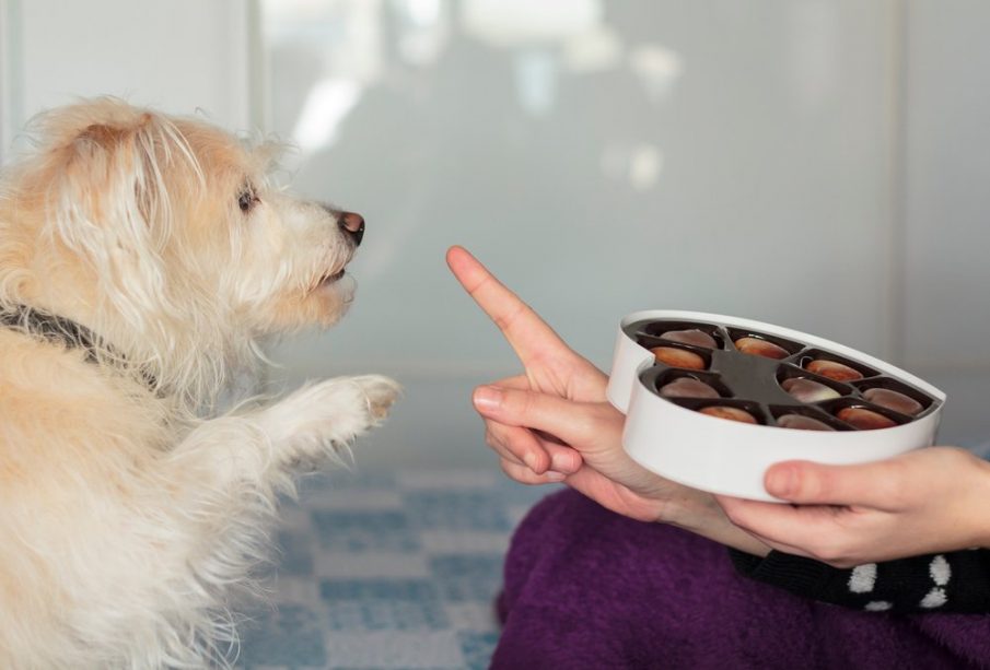 dog that wants chocolate told no