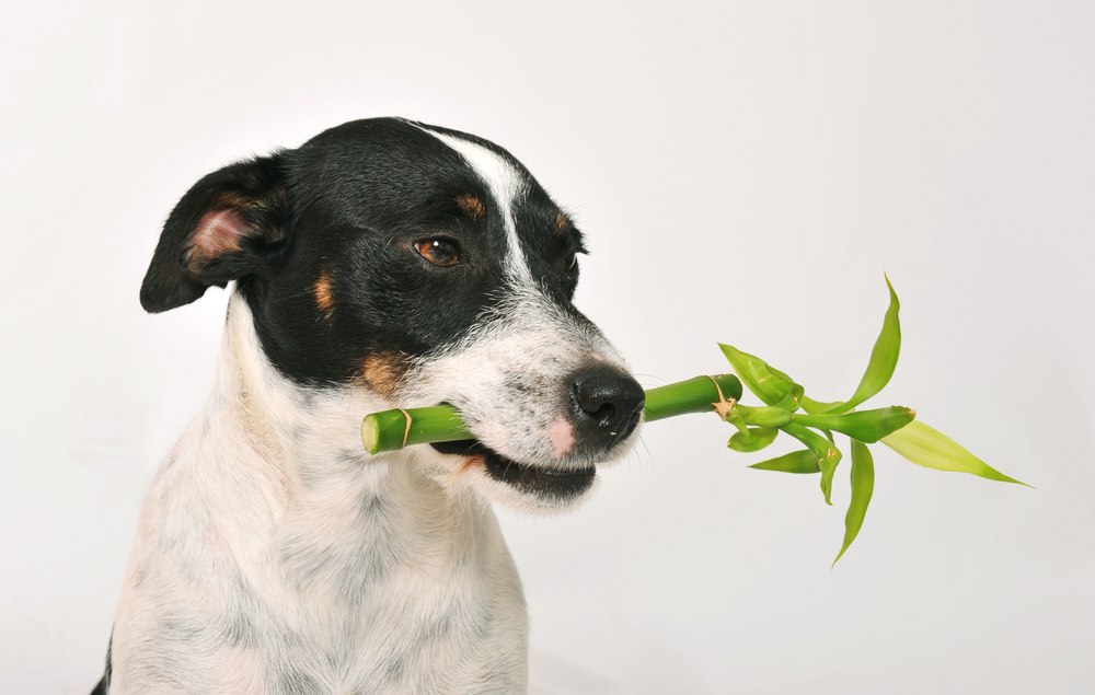 pet safe houseplants bamboo