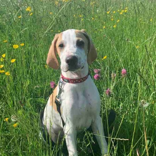 cooper the english pointer